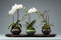 Stunning Trio: Three Potted Orchids Add Elegance to Any Space Royalty Free Stock Photo