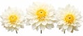 Stunning Trio: Three White Dahlia Flowers Isolated on a White Background