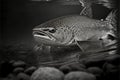 Stunning trout fish in black and white Royalty Free Stock Photo