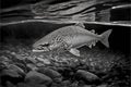 Stunning trout fish in black and white