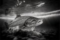 Stunning trout fish in black and white Royalty Free Stock Photo