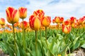 Stunning tulips growing in Dutch field