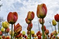 Stunning Tulips Reaching for the Spring Sky Royalty Free Stock Photo