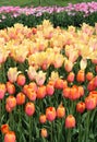 Stunning tulips in sunny orange and pink colors growing in backyard garden
