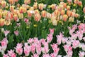 Stunning tulips in sunny orange and pink colors growing in backyard garden