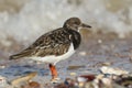 A stunning Turnstone Arenaria interpres searching for food along the shoreline at high tide on the Isle of Sheppey, Kent, UK. Royalty Free Stock Photo