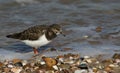 A stunning Turnstone Arenaria interpres searching for food along the shoreline at high tide on the Isle of Sheppey, Kent, UK. Royalty Free Stock Photo