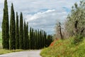 Stunning Tuscan landscape. An outgoing road framed by cypresses. Blooming red poppies