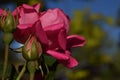 Two buds and three red rose flowers