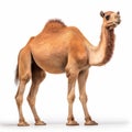 Stunning Uhd Image Of A Lifelike Camel In Bold Colorism