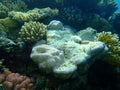 Stunning undersea coral reef view, Red Sea, Egypt, Sinai, Ras Mohammad national park