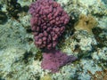 Stunning undersea coral reef view, Red Sea, Egypt, Sinai, Ras Mohammad national park