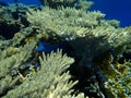 Stunning undersea coral reef view, Red Sea, Egypt, Sinai, Ras Mohammad national park