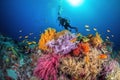 A stunning, underwater image of a scuba diver exploring a colorful coral reef, surrounded by a variety of marine life and crystal- Royalty Free Stock Photo