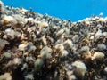 Stunning underwater scape view, Aegean Sea, Greece, Halkidiki