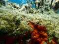 Stunning underwater scape view, Aegean Sea, Greece, Halkidiki