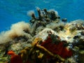 Stunning underwater scape view, Aegean Sea, Greece, Halkidiki