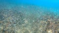 Stunning underwater view of a school of fish swimming in the pristine turquoise waters of an ocean