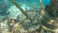 Stunning underwater view of a school of fish swimming in the pristine turquoise waters of an ocean