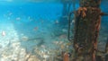 Stunning underwater view of a school of fish swimming in the pristine turquoise waters of an ocean