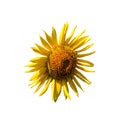 A stunning, up-close photograph of a bright yellow sunflower with a rich center, set against a white backdrop, radiates the vivid