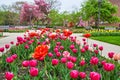 Stunning valentines day colors at spring tulip garden in Fort Wayne, Indiana Royalty Free Stock Photo