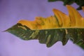 Stunning variegated leaf of Philodendron Ring of Fire, a popular and rare houseplant Royalty Free Stock Photo