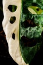Stunning Variegated Monstera Adansonii leaf, half adorned with bright white, iconic fenestrations