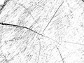 Stunning vector grunge texture featuring a cross-section of an apple tree with intricate cracks