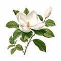 Realistic White Magnolia Floral Illustration With Detailed Foliage