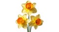 Three bright yellow daffodils isolated on white Royalty Free Stock Photo