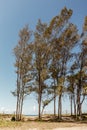 Stunning vertical image of a group of trees standing against the backdrop of a sandy beach shore Royalty Free Stock Photo