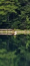 Reflections of Serenity: Alpine Lake and Forest