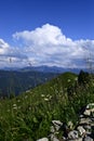 a vertical shot of an Alpine Meadow on the Gruenten