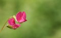 A stunning Vetch-Grass Vetchling flower Lathyrus nissolia. Royalty Free Stock Photo