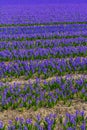 Stunning vibrant field of blue purple hyacinth flowers Royalty Free Stock Photo