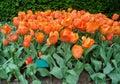 Stunning Vibrant Orange Color Blooming Tulip Flowers at Keukenhof