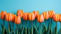 Stunning Vibrant Orange Tulips. Captivating Composition Against a Spacious Solid Blue Backdrop