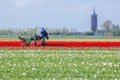 Stunning, vibrant tulip field with farm heading machine with tower in background