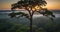 Amazon rainforest tree canopy at sunset scenic view nature landscape photography wallpaper Royalty Free Stock Photo