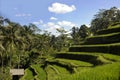 Stunning view of beautiful Bali island tropical landscape with palm trees jungle and rice field terrace under a sunrise blue sky i