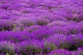 Stunning view with a beautiful lavender field Royalty Free Stock Photo