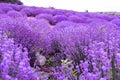 Stunning view with a beautiful lavender field provance