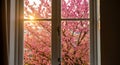 Pink Cherry Blossom Tree Through Window. Royalty Free Stock Photo