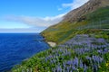 Stunning View Of The Cliffs Covered With Purple Lupine Flowers In The Summer Near Olafsfjordur, Iceland