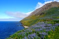 Stunning View Of The Cliffs Covered With Purple Lupine Flowers In The Summer Near Olafsfjordur, Iceland
