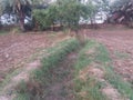 Grass land of village lakki gambila