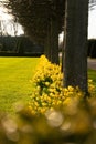 Stunning view of a grassy landscape with an array of vibrant yellow flowers