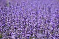 Stunning view of a lavender field with purple flowers in full bloom. Royalty Free Stock Photo