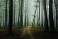 Stunning view of a mysterious forest shrouded in misty fog, creating a calm atmosphere